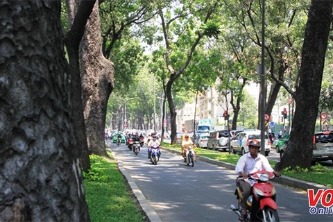 HCM City needs regular tree surveys