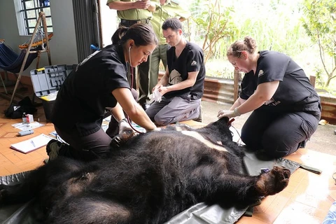 Six Asian bears rescued in Dak Lak province