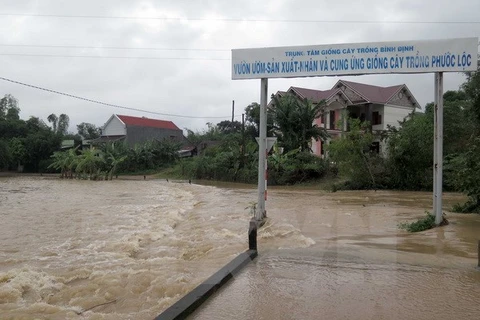 Binh Dinh distributes rice to natural disaster victims 