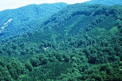Sustainable forestation management project launched