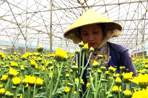  Flower centres to be set up in HCM City, Da Lat 