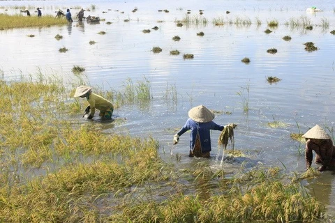 Mekong Delta region aims to fetch 15 billion USD from export