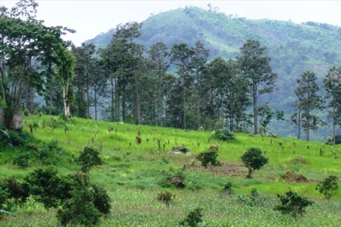 Central Highlands provinces rearrange activities of plantations