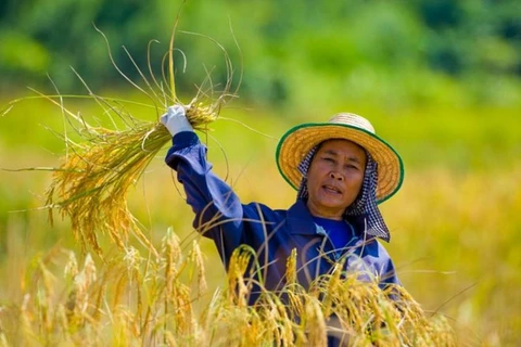 Thailand promotes large-scale rice farms