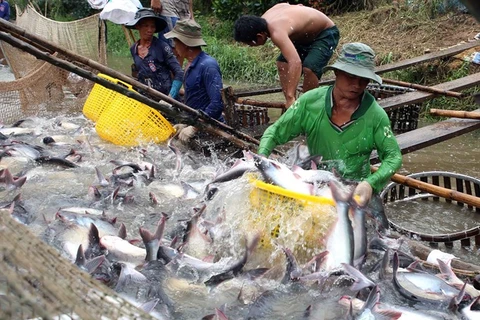 VASEP: Tra fish exports could be hurt by false news 
