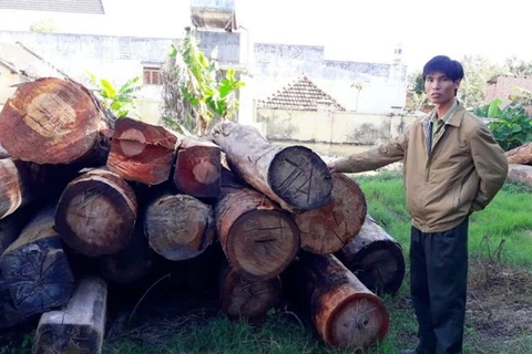 Timber smuggling worries Kon Tum