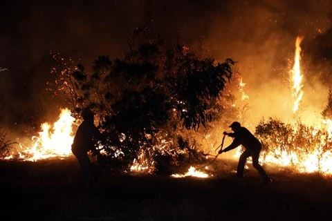 Indonesia to apply strict measures against forest fire-related firms