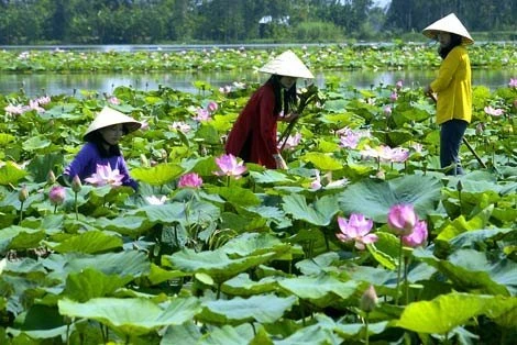 Farmers make ecotourism boom in Dong Thap