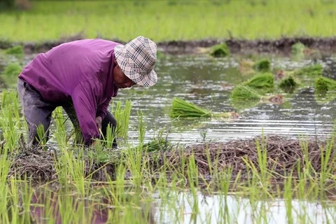 Thailand promotes crop diversification