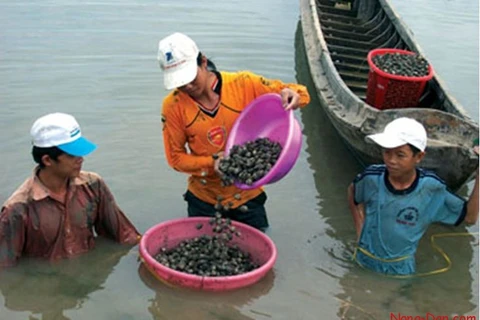  Ba Ria-Vung Tau: Oyster farming brings stable incomes to locals