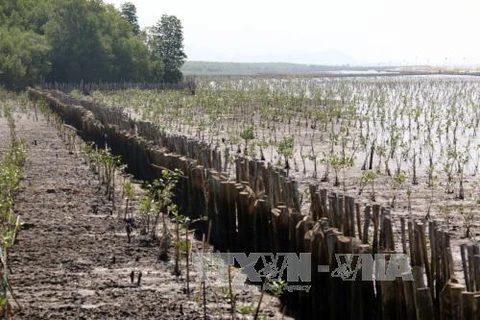 Sea dyke erosion worsens in Kien Giang