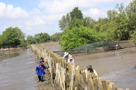 Community role in mangrove forest management