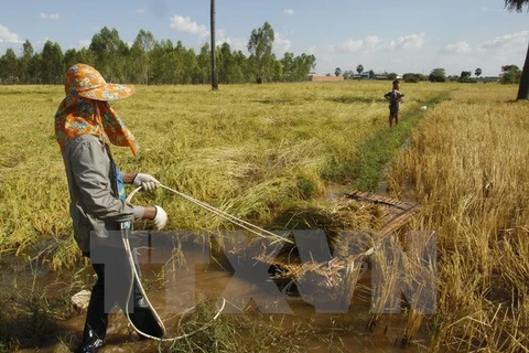 USAID, IFAD assist Cambodian with agricultural development 