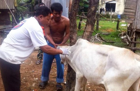 Foot-and-mouth disease breaks out in Cambodia 