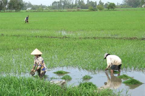 Unseasonal rains hurt Mekong Delta crops
