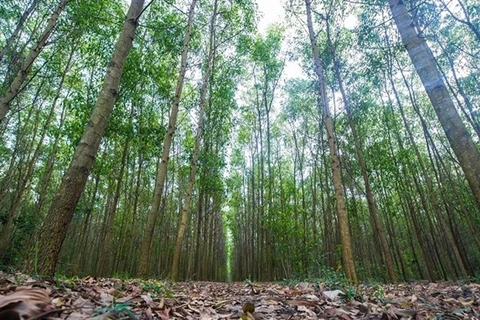 Vietnam sets goals for sustainable forestry development