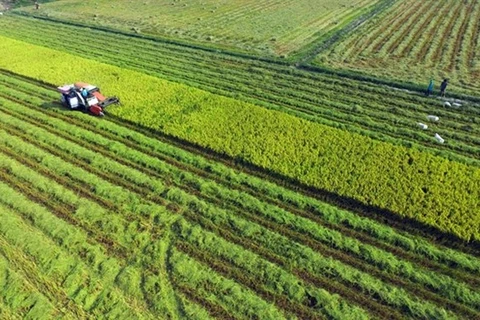 Long An invests 600 billion VND in hi-tech agricultural area 