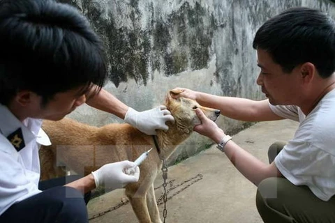 Vietnam moves to eliminate rabies 
