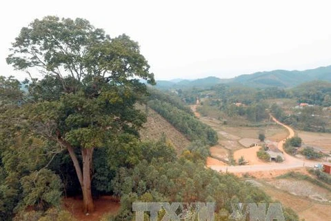 Bac Giang: Ancient tree receives national heritage status