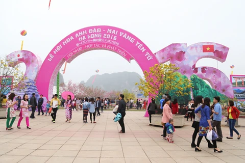 Quang Ninh to hold cherry blossom festival next month