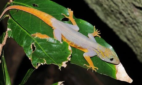 Ca Mau: 700 psychedelic Vietnam geckos found on Hon Khoai island