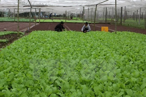 RoK helps Quang Tri develop organic farming