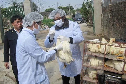 Long An intensifies cross-border A/H7N9 avian flu prevention 