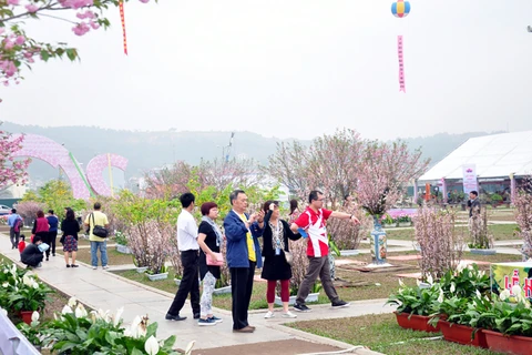Cherry-yellow apricot blossom festival to open in Quang Ninh 
