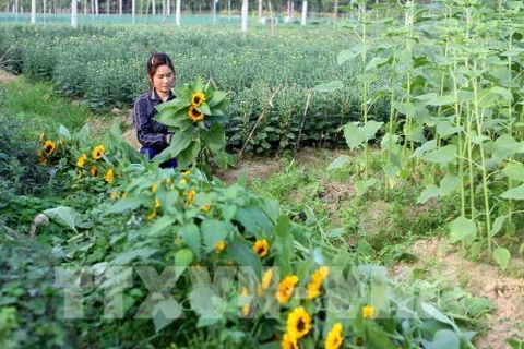 New flower trading centre to be set up