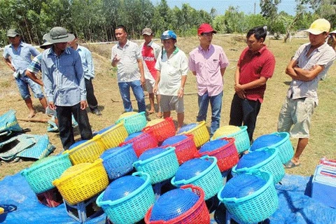 VietGap a windfall for shrimp farmers