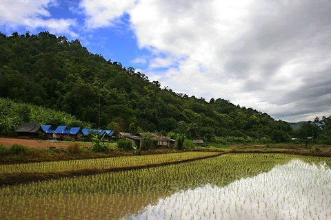 Thai rice still in global demand
