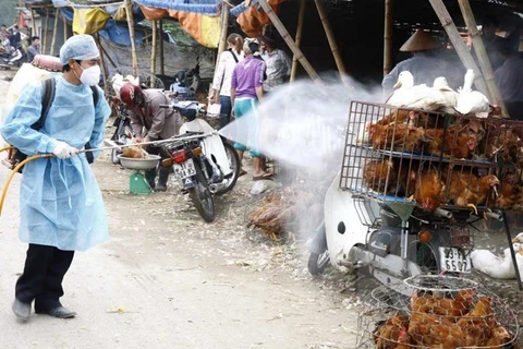 Dong Nai active in avian flu prevention 