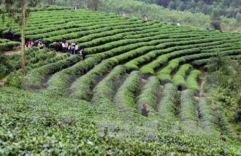 20,000 farmers join in int’l standard tea production