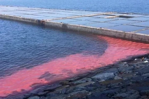 Algal bloom paints red streak in Vung Ang economic zone