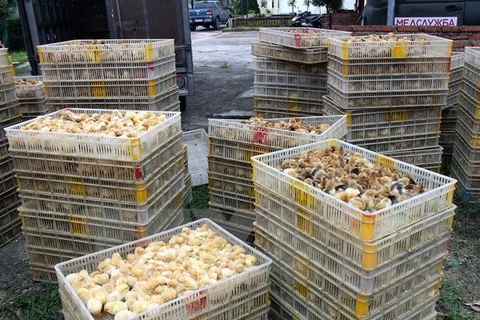Quang Ninh: 12,000 smuggled chickens culled
