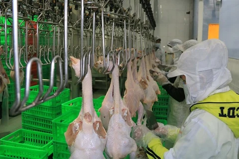 Vietnam’s chicken industry takes flight