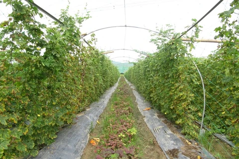 Da Nang to up use of organic fertiliser