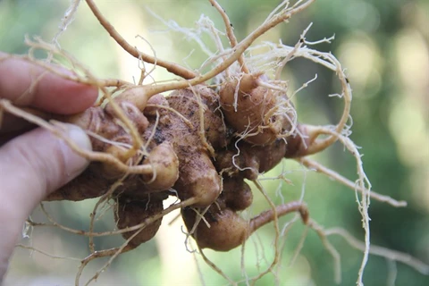 Ginseng festival to be held in Quang Nam