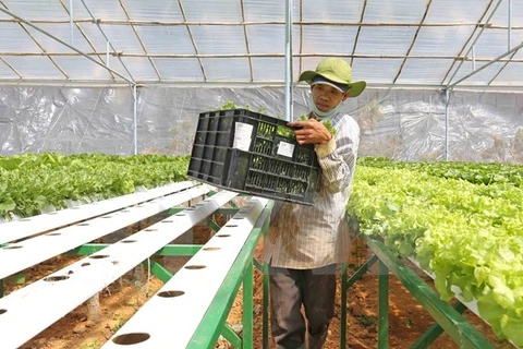 Agricultural sector pins hope on Japanese investment 