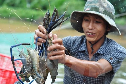 Kien Giang to boost shrimp production in 2017