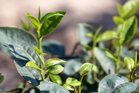 Vietnamese tea firms eye US market 