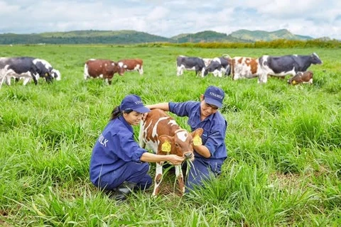 Vinamilk opens first European-standard dairy farm in Vietnam