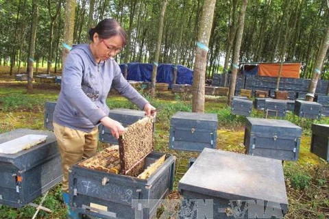 Commercial beekeeping - new source of income in Central Highlands 