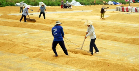 Changes to institutions urged to improve rice value chain
