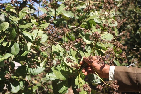 Poor crop hurts cashew farmers