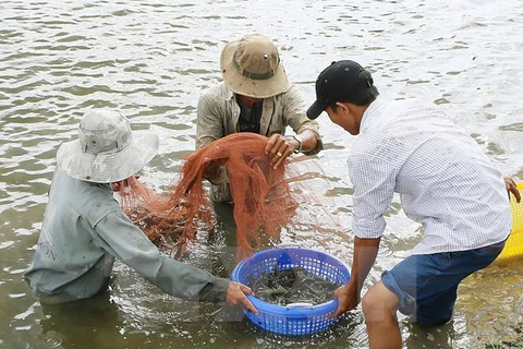 Action plan drafted to develop shrimp sector