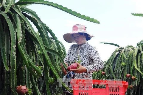 Binh Thuan exports 163 tonnes of dragon fruit to UAE