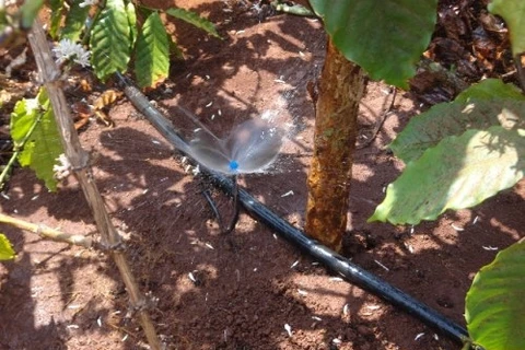 Central Highlands ensures sufficient water for coffee trees 