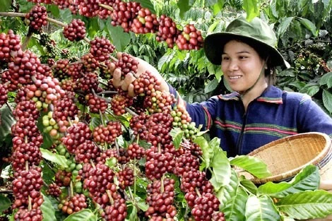 Vietnam’s coffee price highest in six years