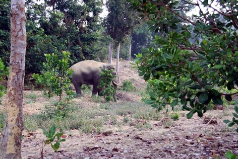 Hungry wild elephants trash crops, property